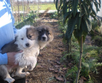 BORDER �COLLIE  A  PREZZO MODICO