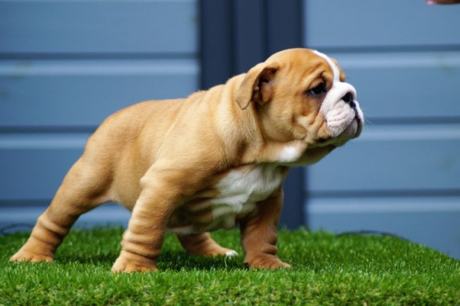 Cuccioli di Bulldog Francese per l'adozione bellissimi cuccioli disponibili, carattere adorabile ,so