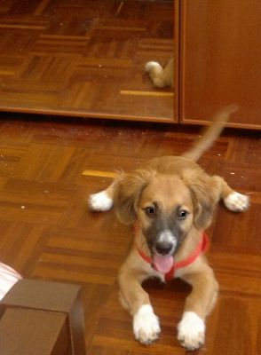 REGALO CUCCIOLO DI CANE METICCIO