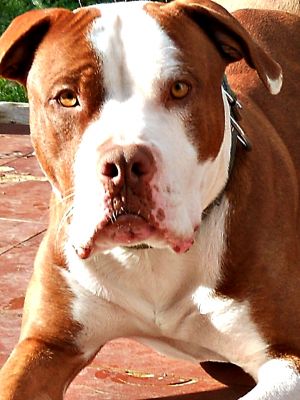 pitbull rednouse disponibile per monte