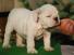   bella  bulldog per l'adozione