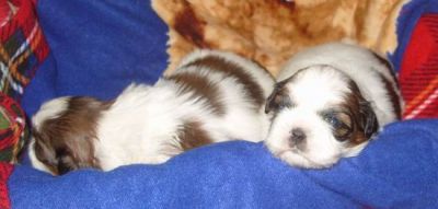 SHIH TZU CUCCIOLI