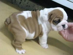 Incredibile Bulldog inglese cuccioli per l'adozione