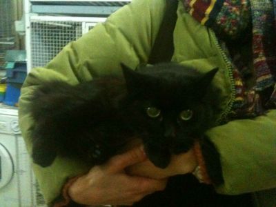 Tilde, gatta nera da adottare