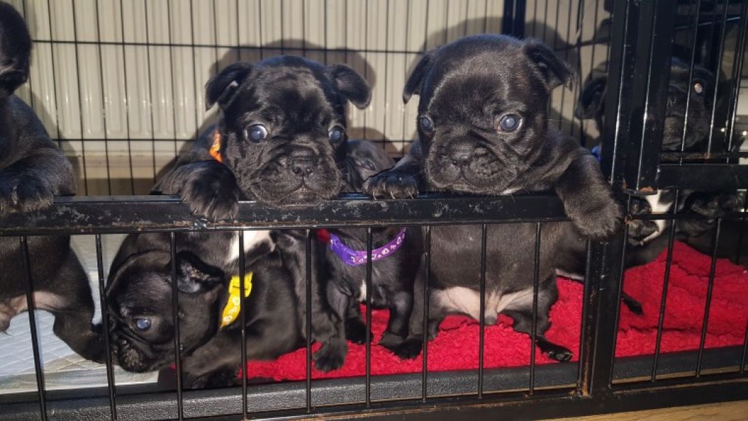 REGALO Cuccioli di Bulldog Francese