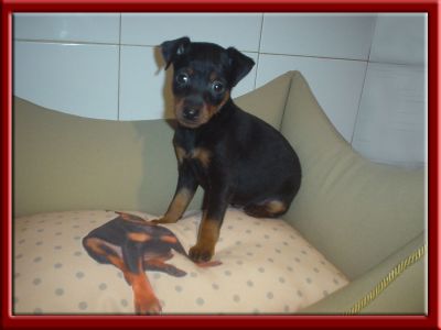 PINSCHER NANO MINIATURE (DIABLO)