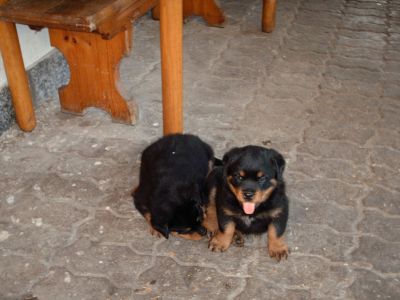 allevamento e selezione rottweiler dispone di cucciolata di qualit�