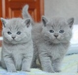 Bel maschio e femmina gattino britannico capelli corti per Natale