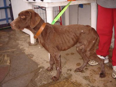 BRACCO TEDESCO SOPRAVVISSUTO CERCA FINALMENTE UNA VITA MAI AVUTA