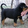 Cuccioli Rottweiler sano per l'adozione