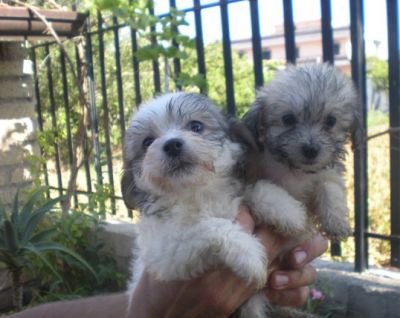INCROCIO MALTESE- BARBONCINO