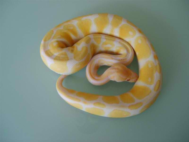 Alta femmina bianco pezzato e albino in vendita