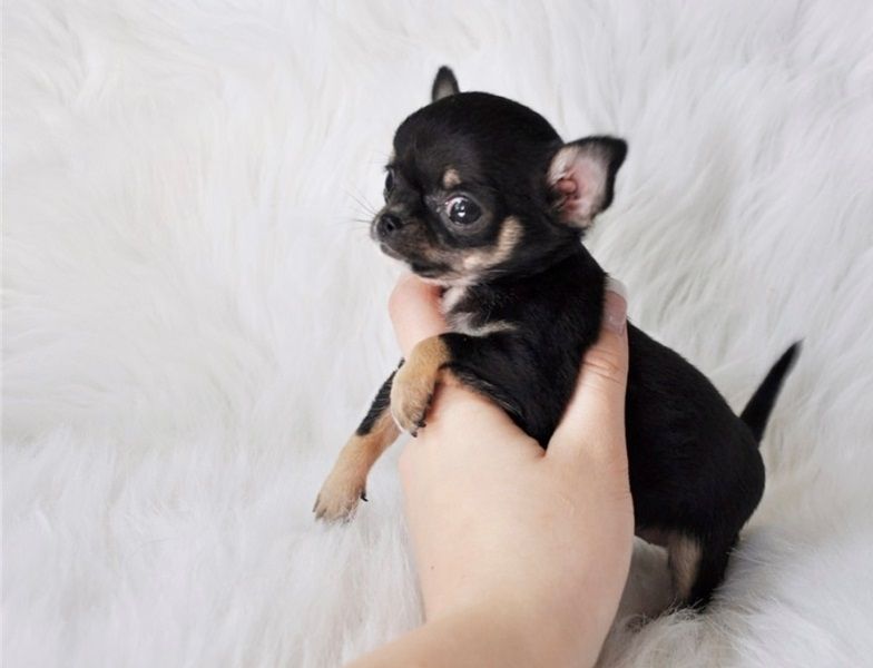 Regalo CHIHUAHUA MERAVIGLIOSI  cuccioli di chihuahua ottima genealogia, gia vaccinati, sverminati e 