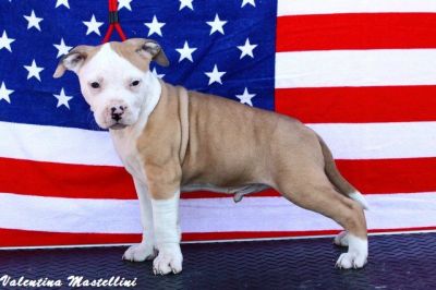 Cuccioli Amstaff disponibili da subito