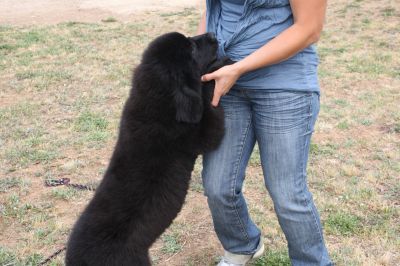 TERRANOVA CUCCIOLONA NERA