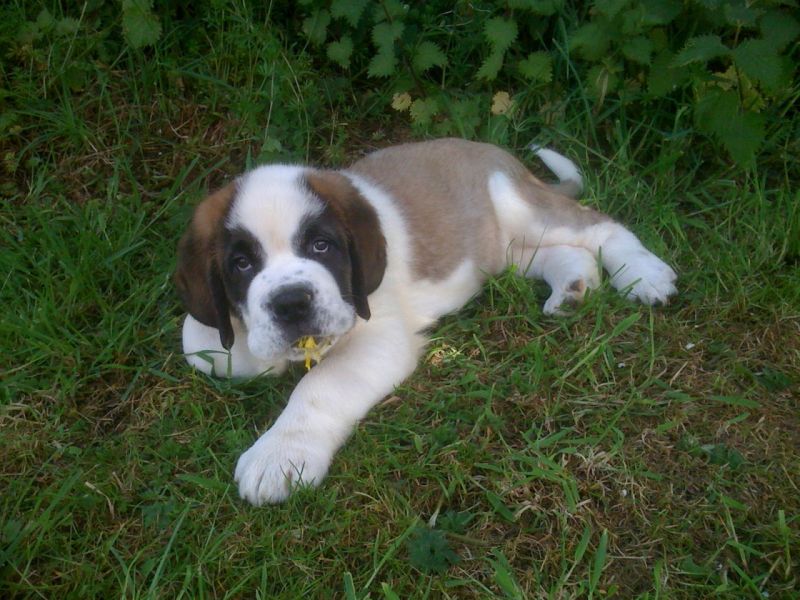 Regalo adorabili cuccioli  san bernardo  femminucce e maschietti disponibili gratuita i cuccioli son