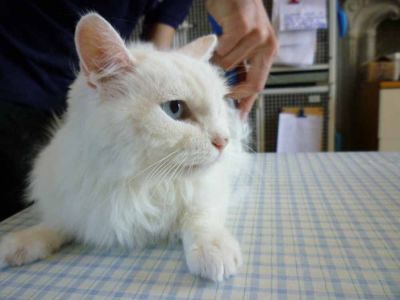 Micia Perla cerca casa