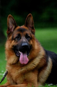 CUCCIOLI PASTORE TEDESCO PRONTA CONSEGNA