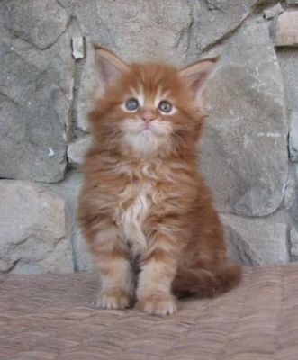 REGALO MAINE COON CERCANO CASA