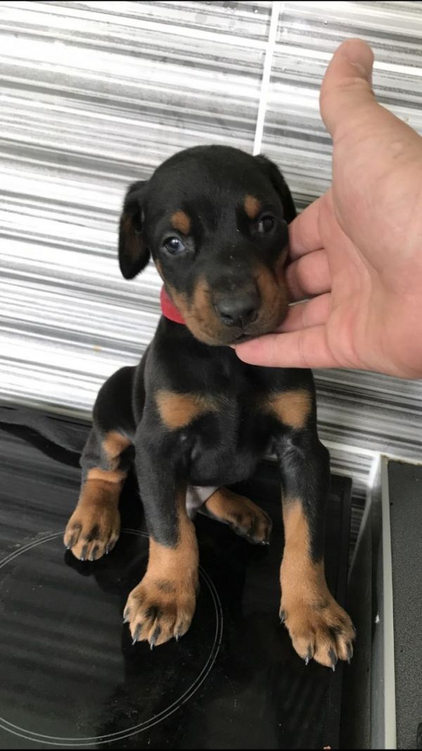 Regalo adorabili cuccioli  Dobermann  femminucce e maschietti disponibili verranno ceduti con pedigr