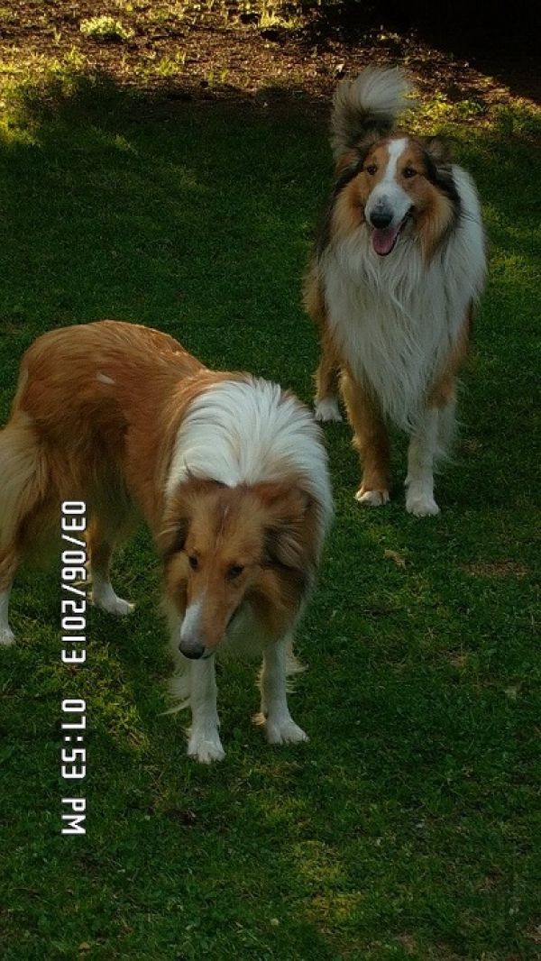 Cuccioli Collie (Lassie)