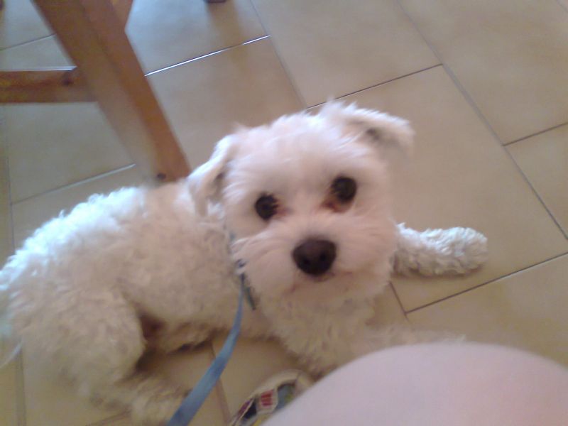 Offro maltese per accoppiamento