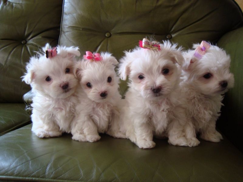 REGALO Dolci cuccioli Maltese per l'adozione abbiamo cuccioli Maltese molto felice e sorprendente. A