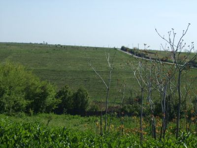 PROGETTO  VIGNETI  IN  ROMANIA