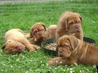 Cuccioli di dogue de bordeaux maschi e femmine