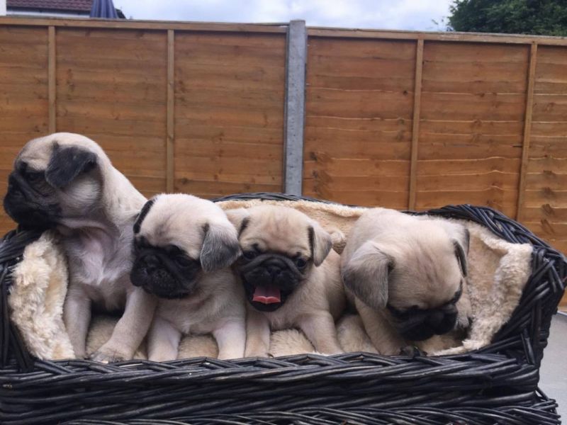 REGALO Cuccioli di Calino bellissimi cuccioli disponibili, carattere adorabile ,sono docili ed affet