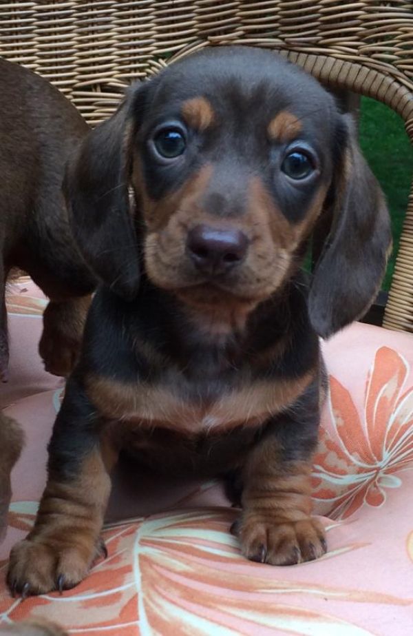 Regalo adorabili cuccioli  bassotto femminucce e maschietti disponibili gratuita i cuccioli sono vac