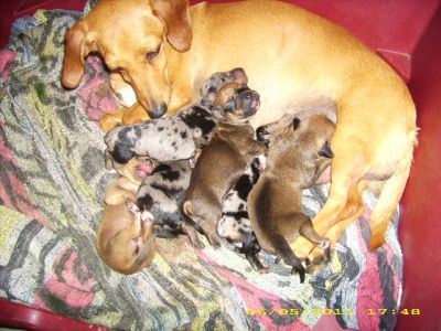 Bassotto tedesco tricolore pelo corto