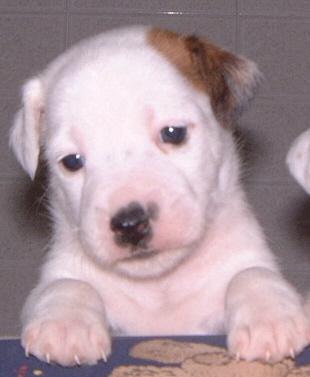 Jack Russell Terrier, allevamento italiano