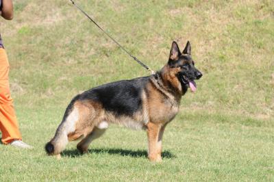 Super cuccioli di Pastore Tedesco