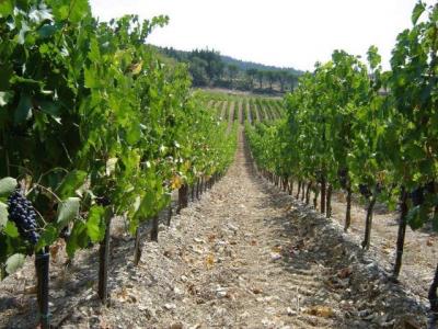Terreni per Viticoltura in Timisoara Romania 