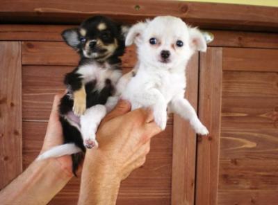 CHIHUAHUA  PELO  LUNGO