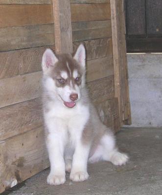 SIBERIAN HUSKY     e       LABRADOR RETRIEVER
