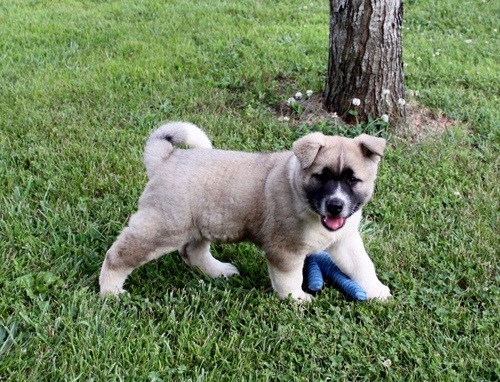 Regalo akita inu Disponibili bellissimi cuccioli gi� vaccinati sverminati e iscritti in anagrafe can