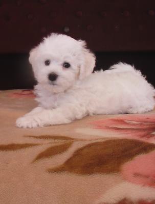 vendo cucioli di bichon frise-