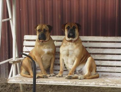 vendo cucioli di bullmastiff-con pedigree