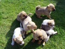 Sei cuccioli shitzu bella per l'adozione 