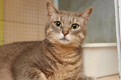 Lisa micia femmina blu tabby da adottare