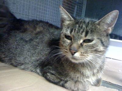 Marion gatta tigrata da adottare