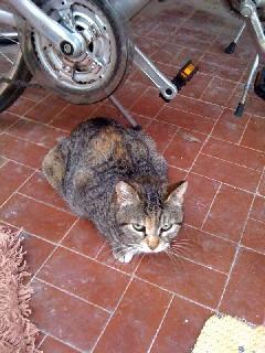 Mamma Giuseppina cerca un tetto