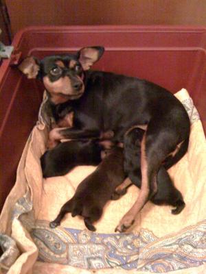 Cagnolini in cerca di casa