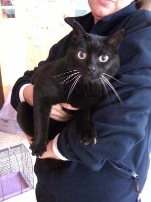 Micie amorevoli cercano casa