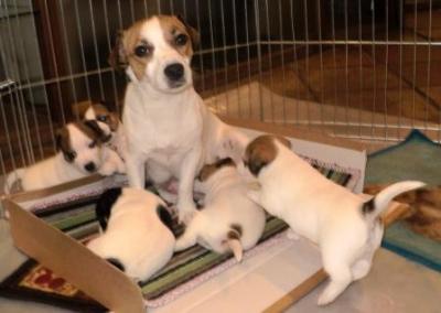JACK RUSSELL TERRIER CUCCIOLI