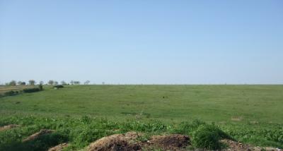 PROGETTO  VIGNETI  IN  ROMANIA