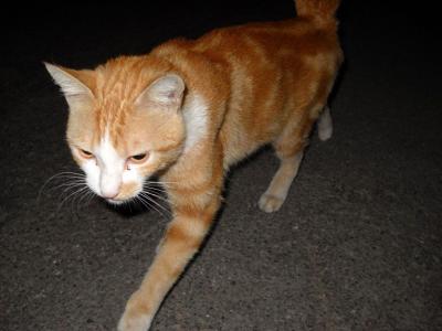 Gattona rossa cerca casa