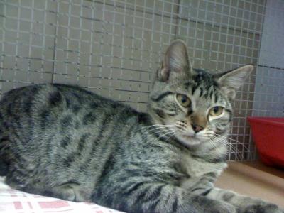 Micia Alba cerca casa